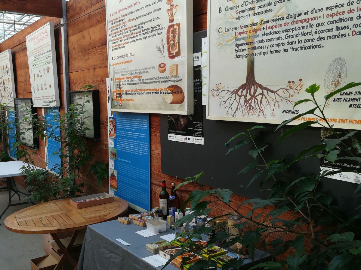 🍄 Retour sur l’exposition de champignons organisée par la Société botanique de&nbsp;Liège