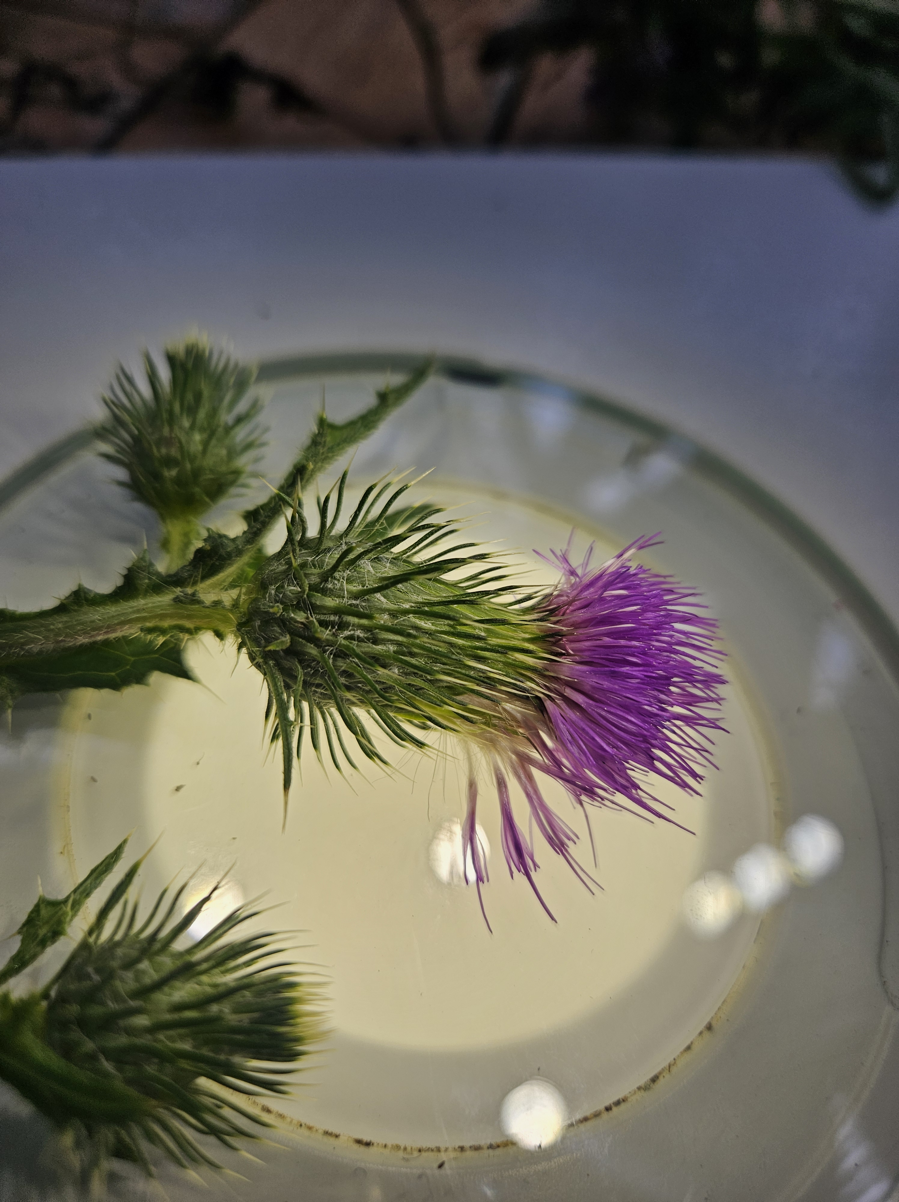 Cirsium vulgare