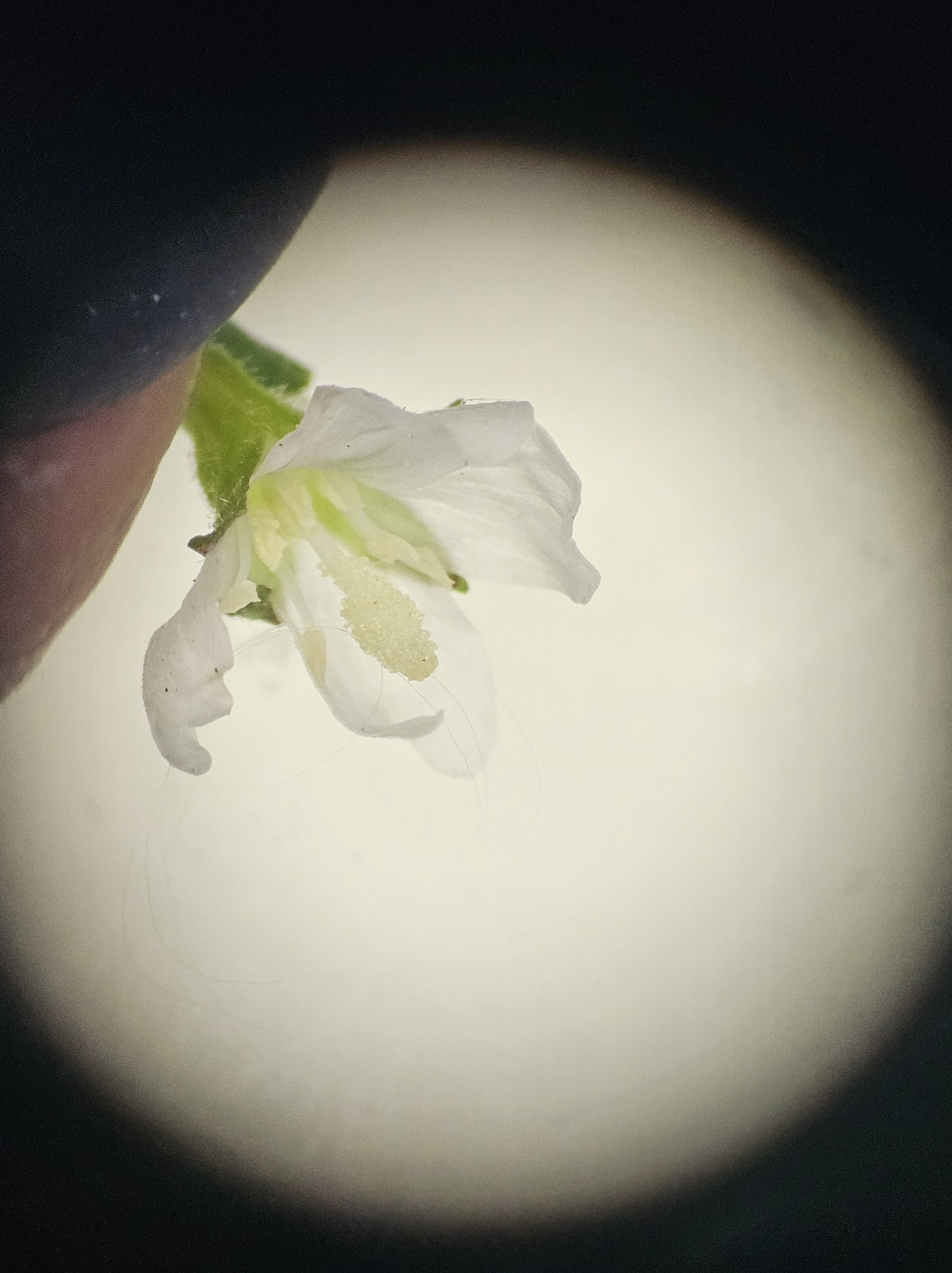 Epilobium obscurum