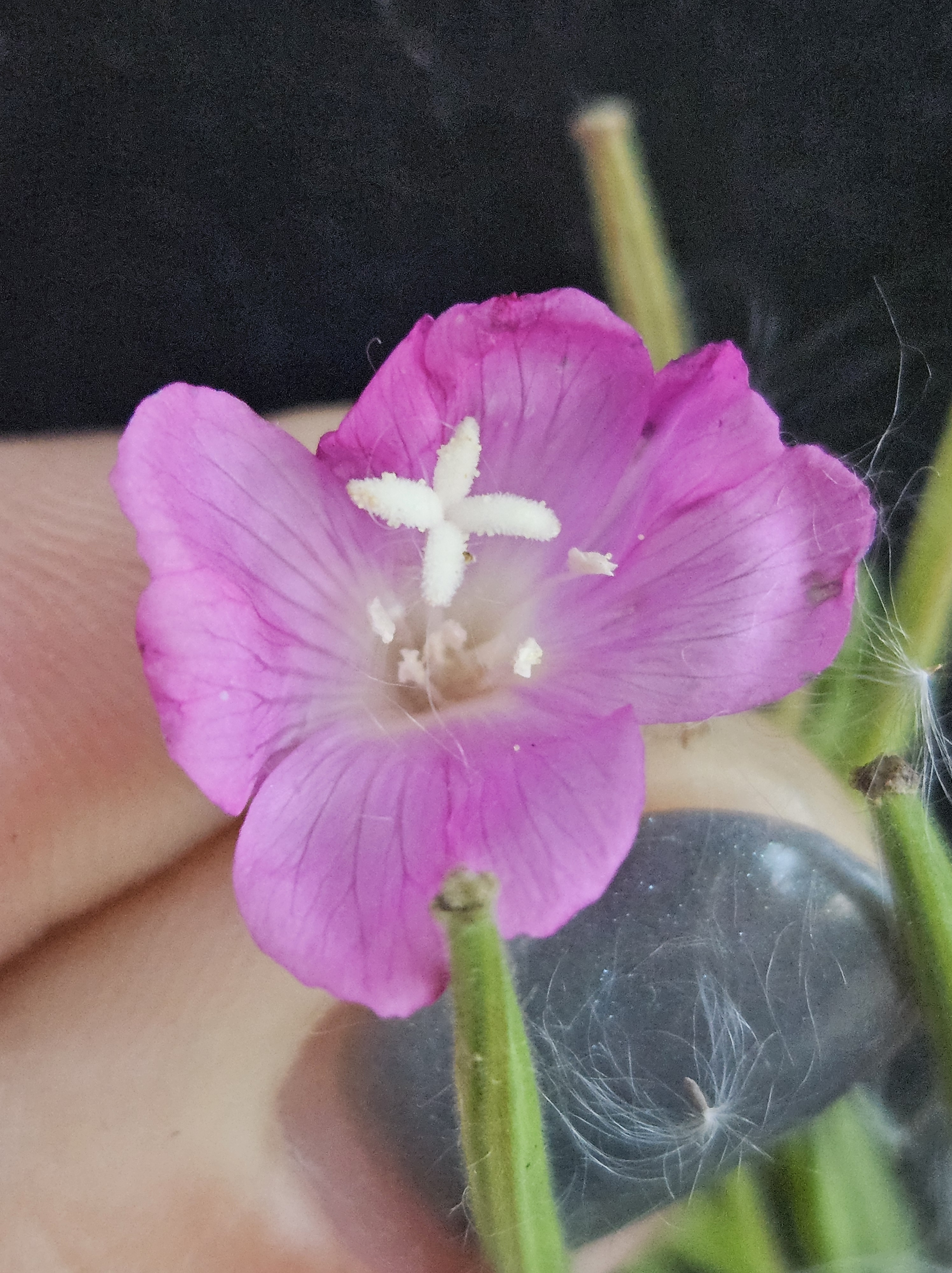 Epilobium hirsutum