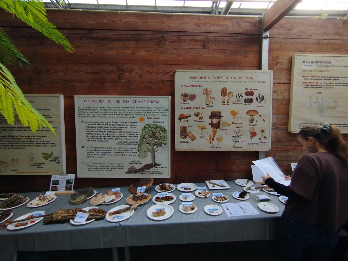 Exposition champignons 2026